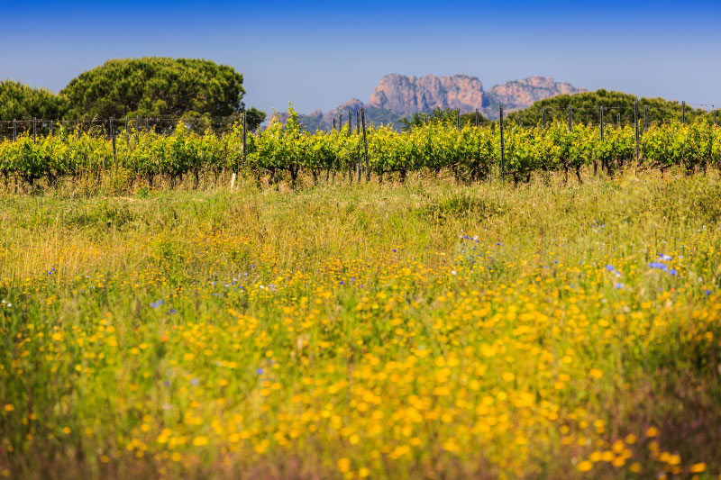 Paquette-chateau-vigne-champs Paquette-chateau-vigne-champs fréjus